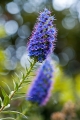 394_Madera_Echium candicans czyli Duma Madery